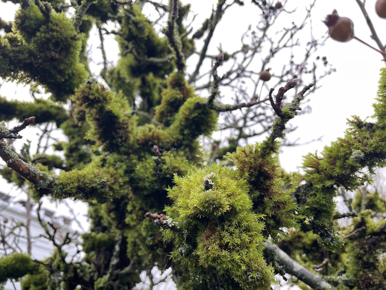 It's so wet here that the trees have become moss.
